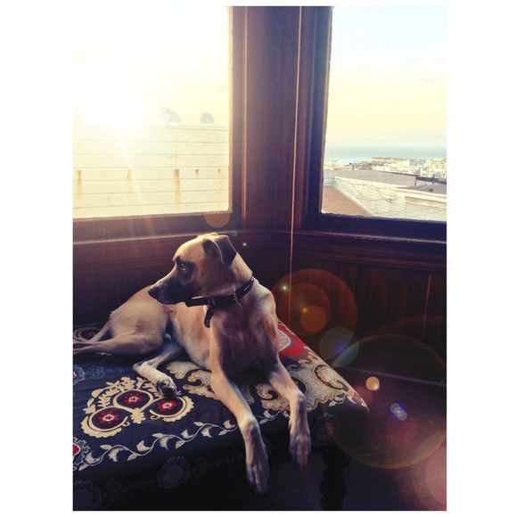 Meet your Posher, Bailey - Picture 6 of 8